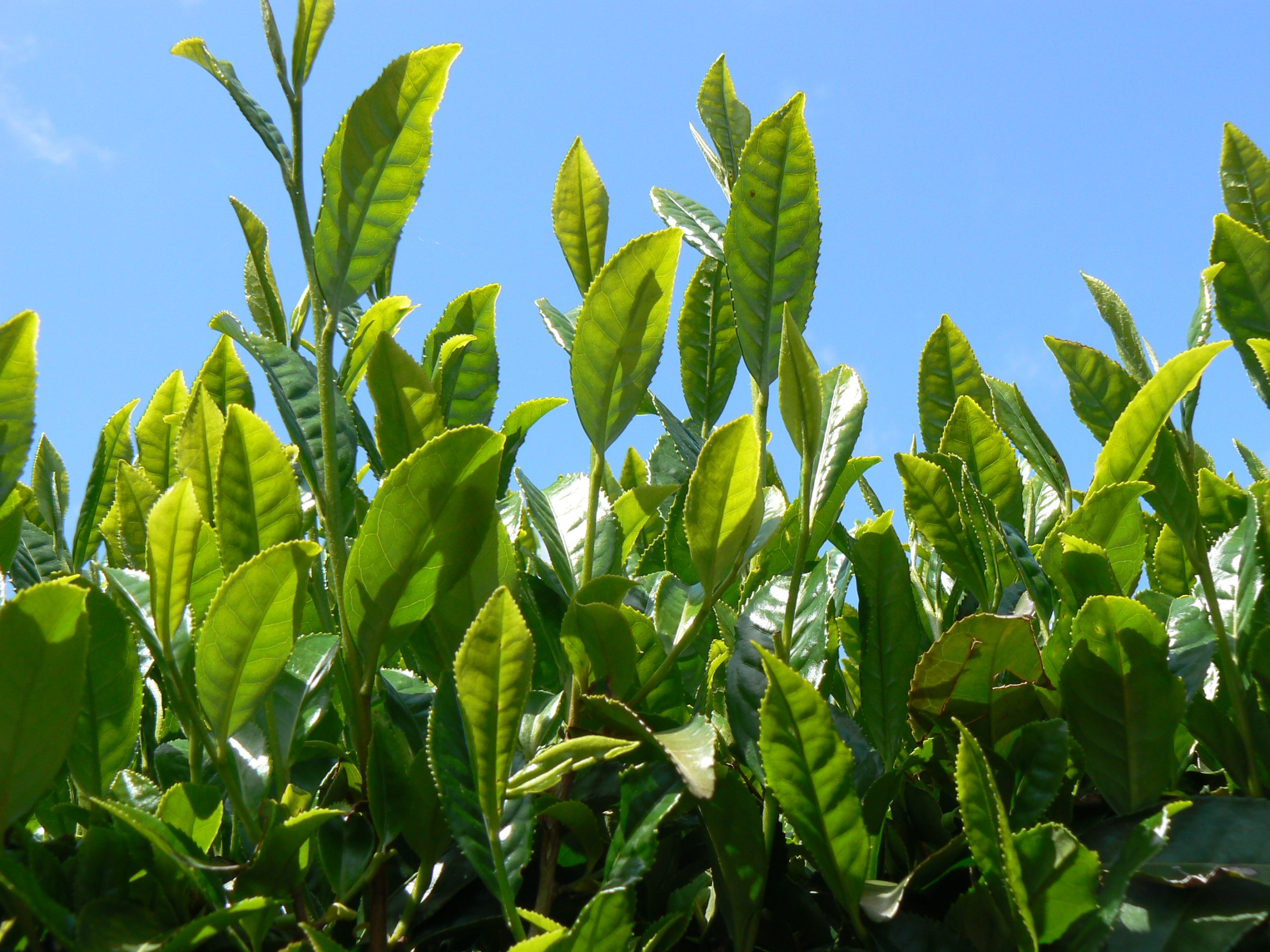 第4回みんなで楽しくお茶摘み体験！ ｜ 海田園黒坂製茶｜岡山県美作のお茶